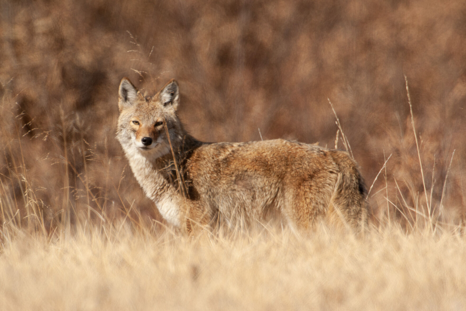 Coyote